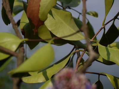 Memecylon umbellatum, photographed by Dinesh Valke