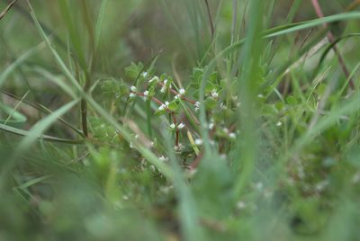 Illecebrum verticillatum, photographed by Billy Fullwood