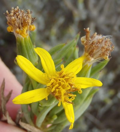 Senecio cotyledonis, photographed by Nicola van Berkel