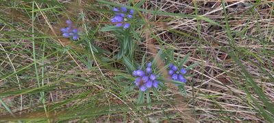Gentiana affinis, photographed by Jes Gray