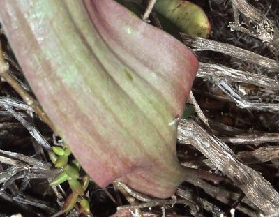 Eriospermum exile, photographed by Nicola van Berkel