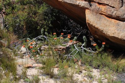 Leucospermum vestitum, photographed by Tony Rebelo