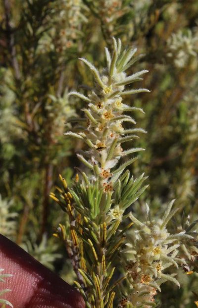 Phylica ambigua, photographed by Tony Rebelo
