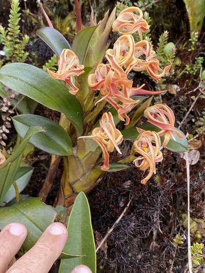 Maxillaria floribunda, photographed by tlaloc27
