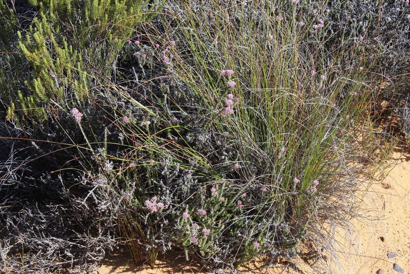 Metalasia albescens, photographed by Tony Rebelo