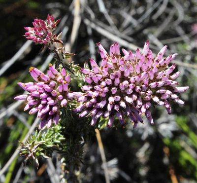 Metalasia albescens, photographed by Tony Rebelo