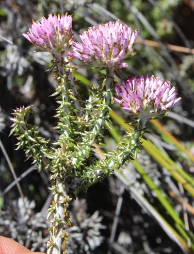 Metalasia albescens, photographed by Tony Rebelo