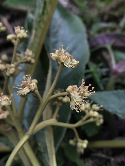 Brunellia acutangula, photographed by Nicolás Baresch Uribe