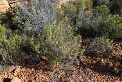Hermannia odorata, photographed by Tony Rebelo