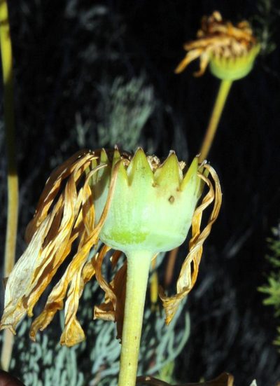Euryops wageneri, photographed by Tony Rebelo