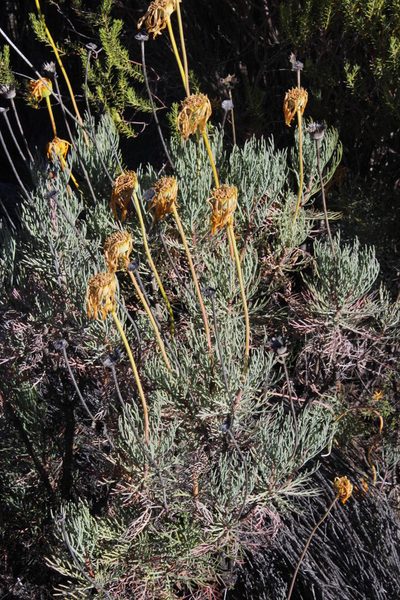 Euryops wageneri, photographed by Tony Rebelo