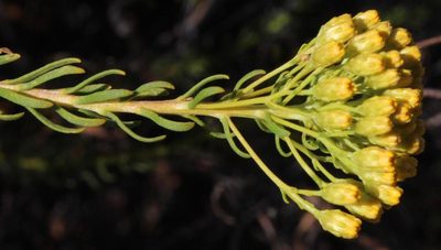 Athanasia flexuosa, photographed by Tony Rebelo