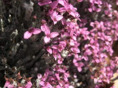 Stoebe kolbei, photographed by Di Turner