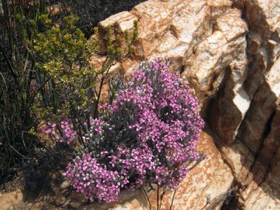 Stoebe kolbei, photographed by Di Turner