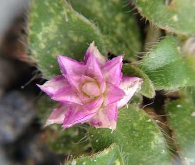 Gomphrena serrata, photographed by Aa A