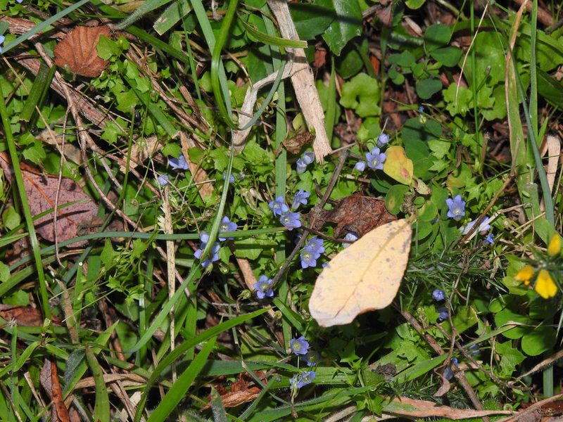 Hesperocodon hederaceus, photographed by Duarte Frade