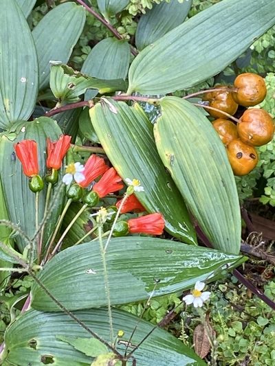 Bomarea distichifolia, photographed by tlaloc27