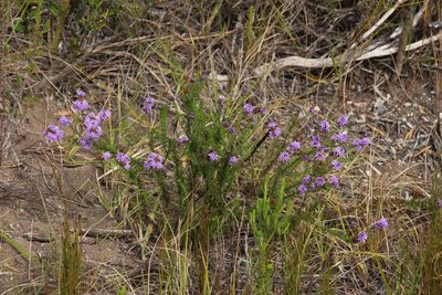 Selago canescens, photographed by Tony Rebelo