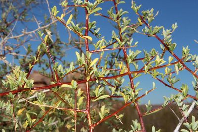 Wiborgia mucronata, photographed by Tony Rebelo
