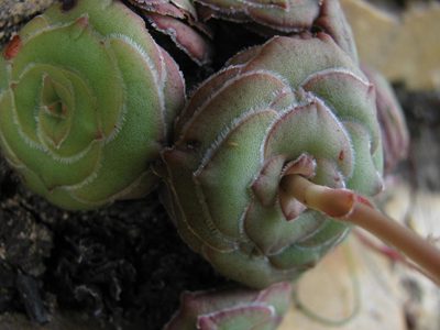 Crassula cremnophila, photographed by douglaseustonbrown