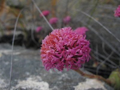 Crassula cremnophila, photographed by douglaseustonbrown