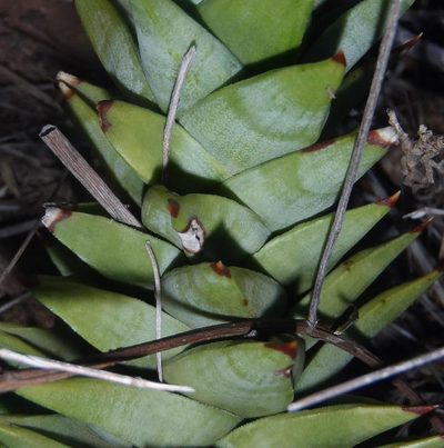 Astroloba rubriflora, photographed by Nicola van Berkel