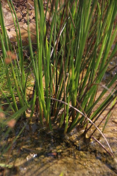 Juncus exsertus, photographed by Tony Rebelo
