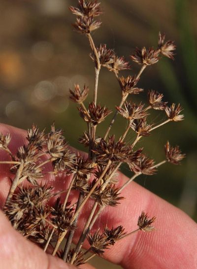 Juncus exsertus, photographed by Tony Rebelo