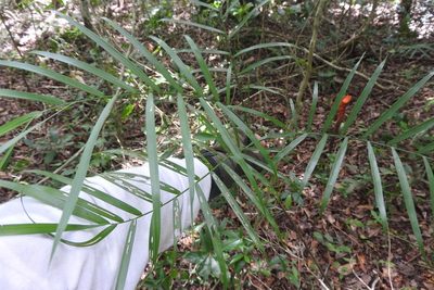 Chamaedorea seifrizii, photographed by Sebastián de Jesús Herrera Buenfil