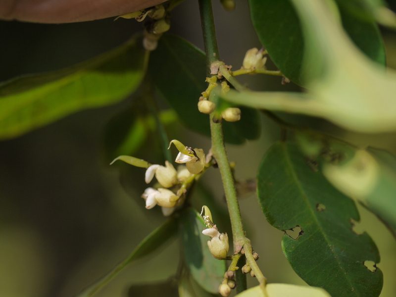 Dalbergia rubiginosa, photographed by Dinesh Valke