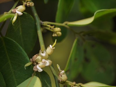 Dalbergia rubiginosa, photographed by Dinesh Valke