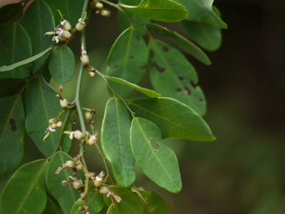 Dalbergia rubiginosa, photographed by Dinesh Valke