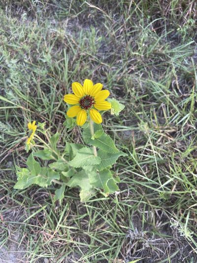 Berlandiera betonicifolia, photographed by Craig Hensley