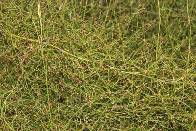 Restio gaudichaudianus, photographed by Tony Rebelo