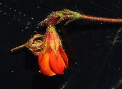 Hermannia muricata, photographed by Tony Rebelo