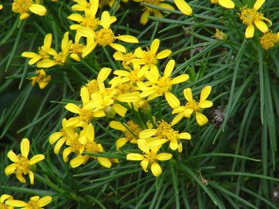 Euryops brevipapposus, photographed by Shaun Swanepoel
