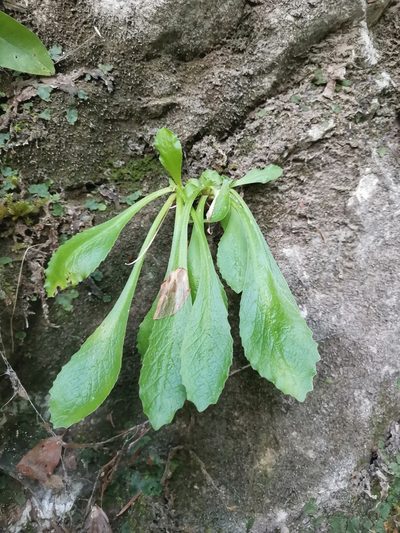 Primula carniolica, photographed by Ljaž