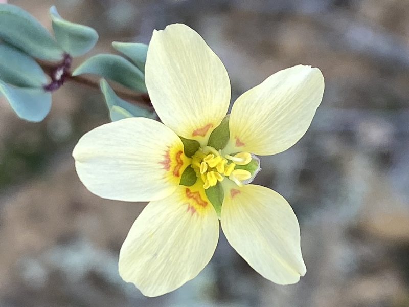 Roepera debilis, photographed by Dave U