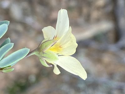 Roepera debilis, photographed by Dave U