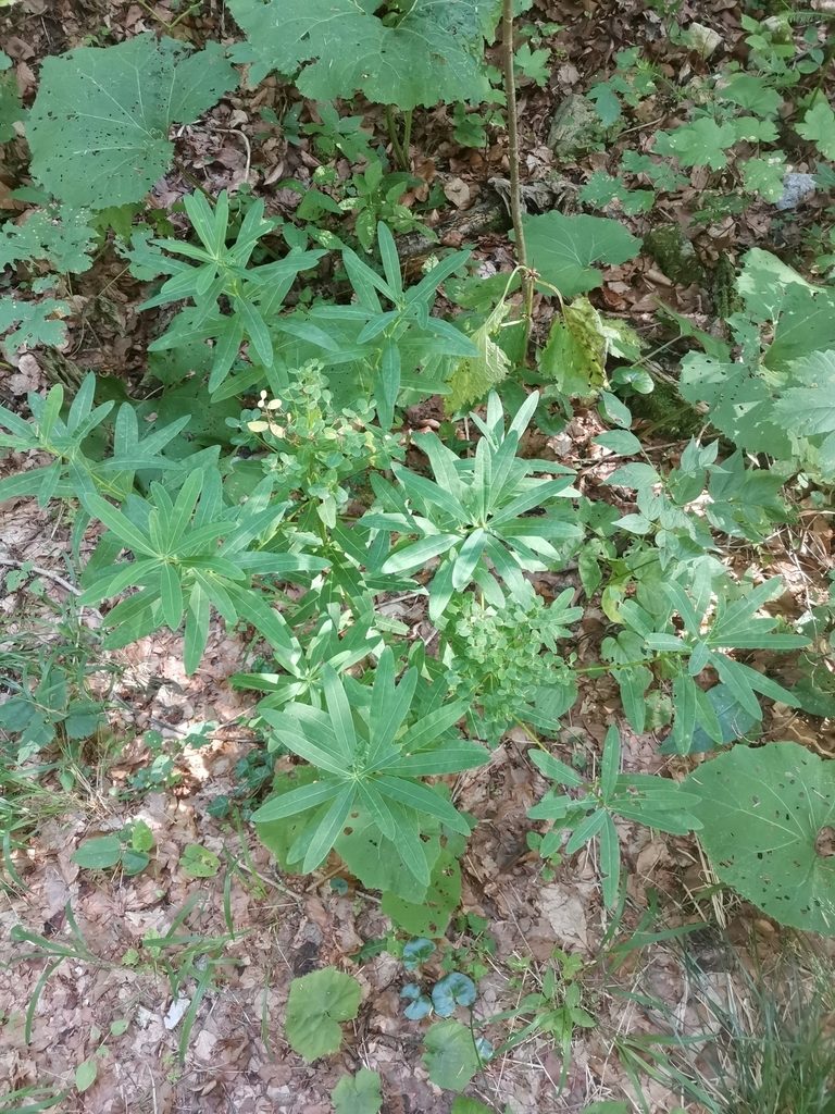 Euphorbia illirica, photographed by Ljaž