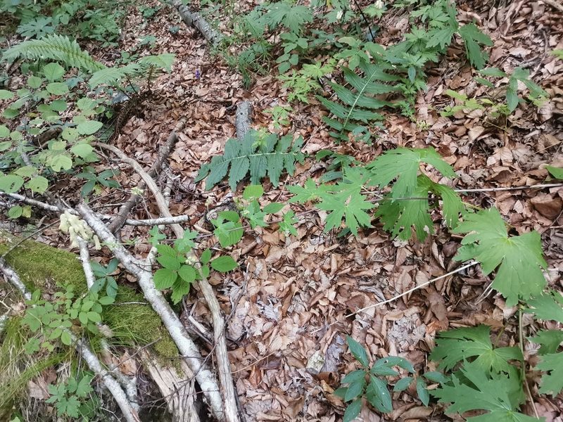 Aconitum vulparia, photographed by Ljaž