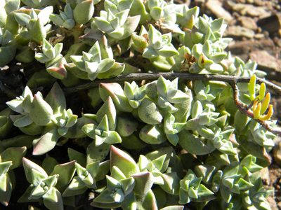 Crassula deltoidea, photographed by Tim Kirsten