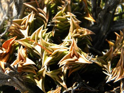 Haworthiopsis viscosa, photographed by Tim Kirsten