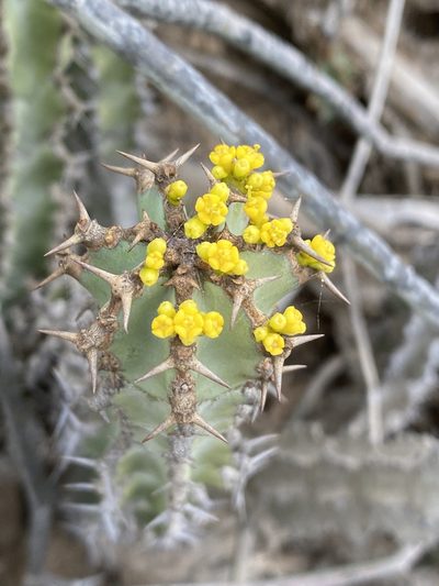 Euphorbia radyeri, photographed by Dave U