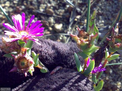 Erepsia ramosa, photographed by Chris Vynbos