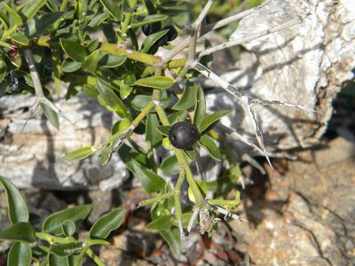 Carissa haematocarpa, photographed by Tim Kirsten
