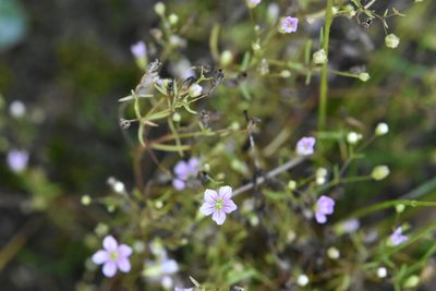 Psammophiliella muralis, photographed by Марина Садыкова