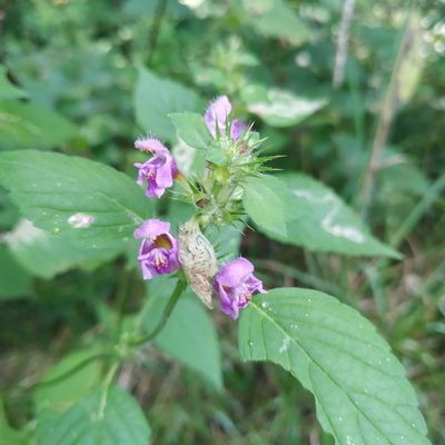 Galeopsis pubescens, photographed by Christina s.l.