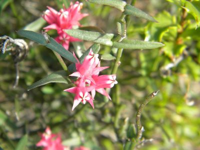 Microloma sagittatum, photographed by Tim Kirsten