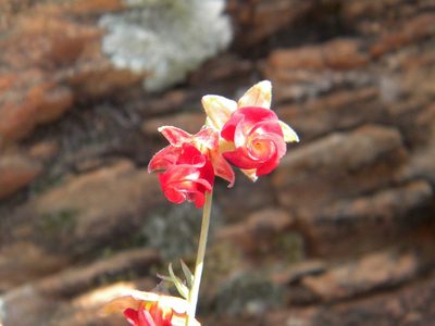 Hermannia filifolia, photographed by Tim Kirsten